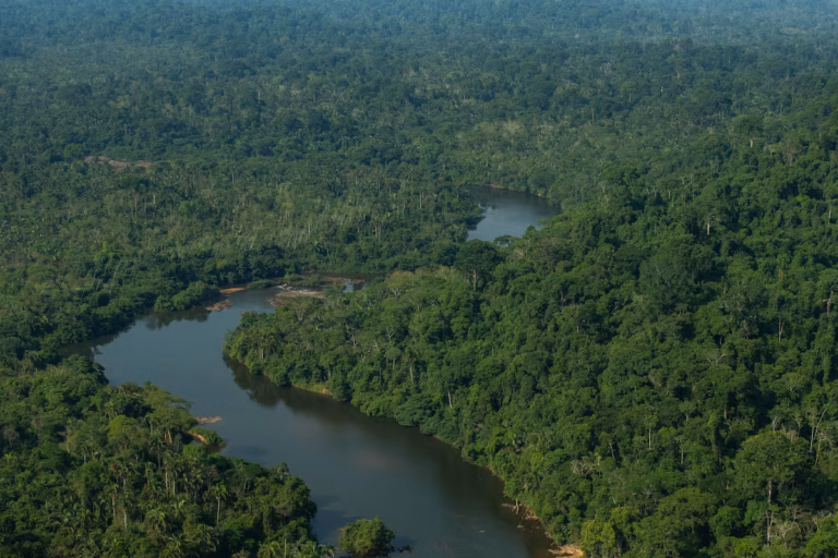 Floresta amazônica no Pará; Brasil tem mais de 40 mil espécies catalogadas de plantas, algas e fungos