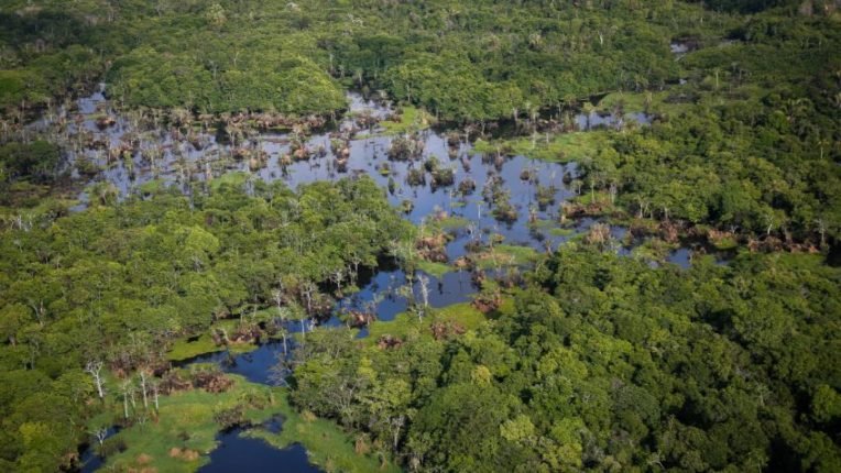 Floresta amazônica, meio ambiente, preservacão ambiental, madeira, desmatamento, em Manaus  | Sérgio Lima/Poder360 01.nov.2021