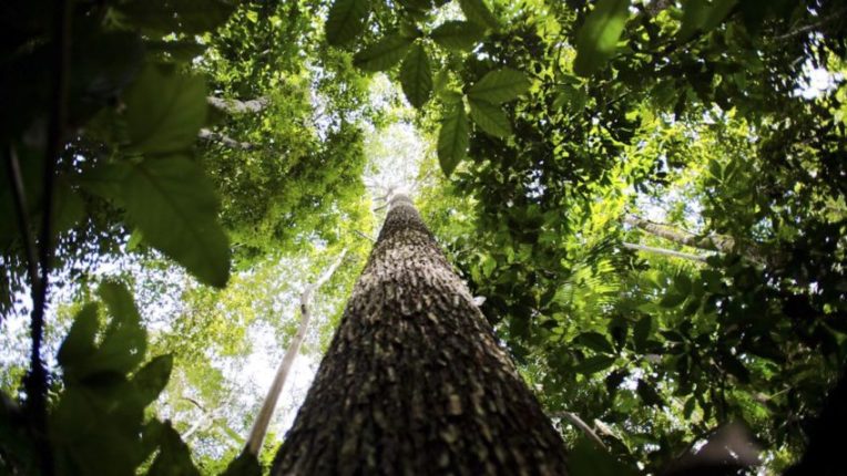 floresta Amazônica